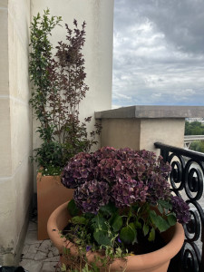 Photo de galerie - Aménagement végétal avec poterie à Neuilly sur Seine  