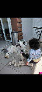 Photo de galerie - Bordereau Collie - Albus
