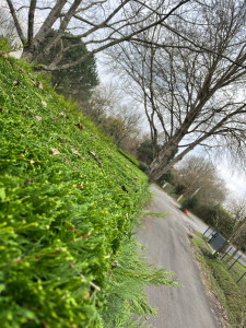 Photo de galerie - Taille de haie 