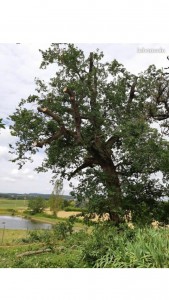 Photo de galerie - élagage 