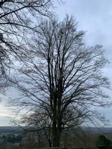 Photo de galerie - Avant élagage 