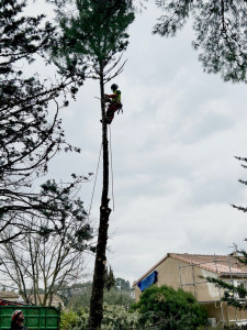 Photo de galerie - Abattage cyprès 