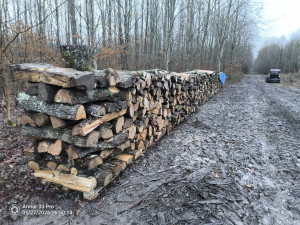 Photo de galerie - Elagage et coupe d'arbres