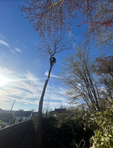 Photo de galerie - Elagage et coupe d'arbres