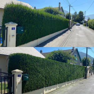 Photo de galerie - Taille de haies et d'arbustes