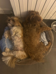 Photo de galerie - Les 2 loulous dont j ai l habitude de garder 