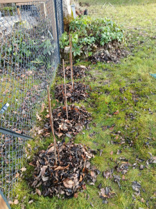 Photo de galerie - Plantation haie fruitière en long de clôture ( framboisier en plan racines à nues)