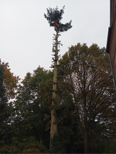 Photo de galerie - Coupe d’arbre Conplex ou dangereux