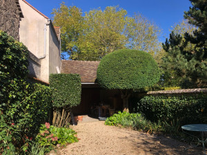 Photo de galerie - Taille de haies et d'arbustes