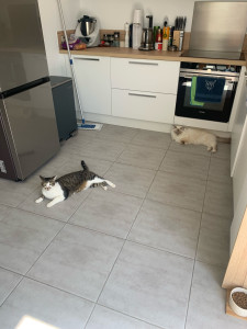 Photo de galerie - Garde d’animaux depuis plus de 3 ans 