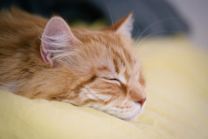 Photo de galerie - Hector    