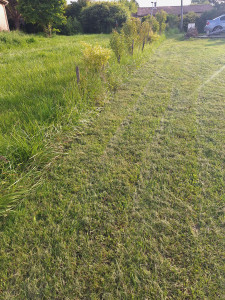 Photo de galerie - Tonte de pelouse - Débroussaillage