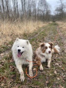 Photo de galerie - Garde animaux