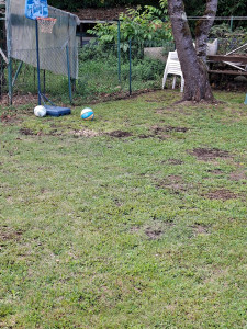 Photo de galerie - Apres ramassage feuille et tonte plus bordure