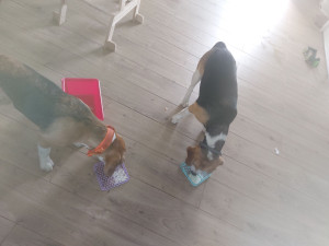 Photo de galerie - Occupation tapis de lechage 