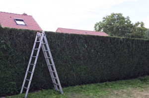 Photo de galerie - Taille de haie de sapin