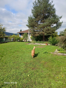 Photo de galerie - Je garde vos toutous ?❤️