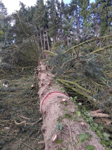 Photo de galerie - Ebranchage