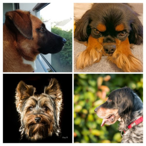 Photo de galerie - Garde chien