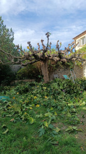 Photo de galerie - Taille d'un mûrier platane 