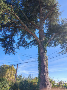 Photo de galerie - Elagage et coupe d'arbres