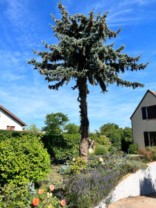 Photo de galerie - Abattage cèdre bleu