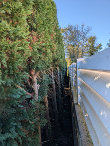 Photo de galerie - Taille de haies et d'arbustes