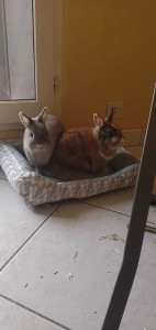 Photo de galerie - Themis et Ulysse chez moi 