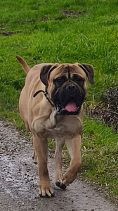 Photo de galerie - Garde chien