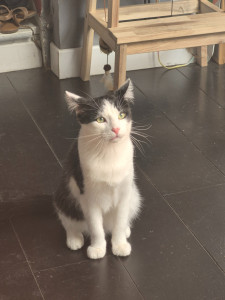 Photo de galerie - Merlin l'élégant (de Lomme) . Vous ne trouvez pas qu'il a une allure de chat 