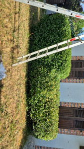 Photo de galerie - Taille de haies et d'arbustes