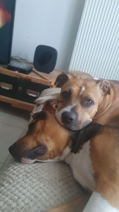 Photo de galerie - Garde animaux