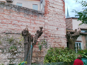 Photo de galerie - Élagage et abattage