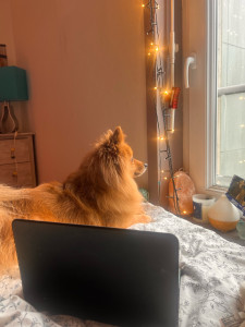 Photo de galerie - Garde animaux