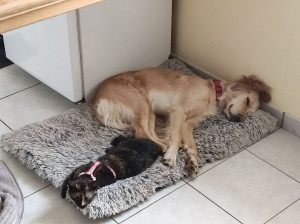 Photo de galerie - Garde de chien / chat, câlins et douceur de vivre !