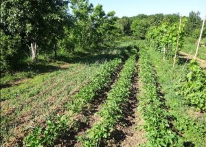 Photo de galerie - Restauration chez l'habitant