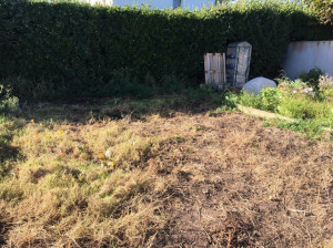 Photo de galerie - Avant défrichage