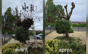 Photo de galerie - Elagage et coupe d'arbres