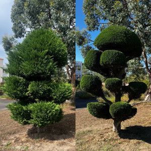 Photo de galerie - Taille de haies et d'arbustes