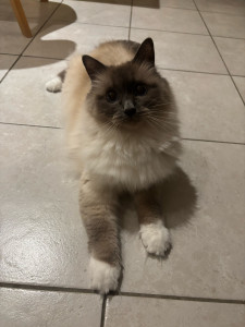 Photo de galerie - Duchesse 