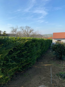 Photo de galerie - Taille de haie 