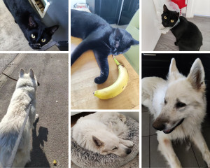 Photo de galerie - Garde de 2 chats et 1 chien au domicile des clients (juillet et septembre 2022), via Allovoisins 