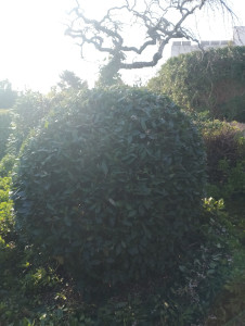 Photo de galerie - Taille d'arbustes 