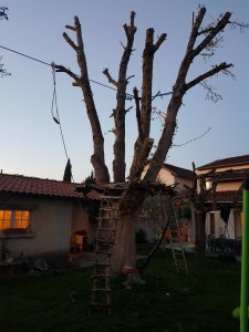 Photo de galerie - élagage et rabaissement de plusieurs mètres pour mise en place plate-forme tyrolienne!