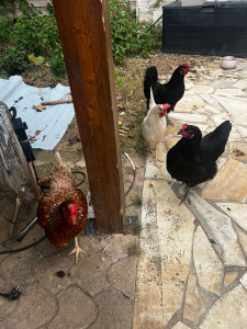 Photo de galerie - Garde poules