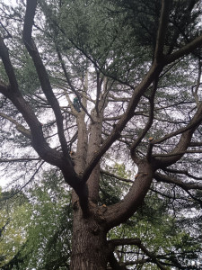 Photo de galerie - Elagage et coupe d'arbres