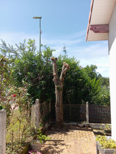 Photo de galerie - Elagage et coupe d'arbres