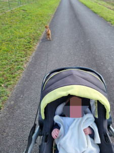 Photo de galerie - Petite balade pendant une garde d'animaux + garde d'enfant ?