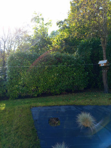 Photo de galerie - Taille de haies et d'arbustes