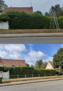 Photo de galerie - Photo avant après d'une grosse taille de haie avec une demande d'un 